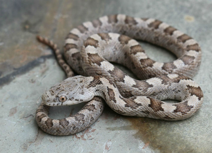 Yellow Rat Snake
